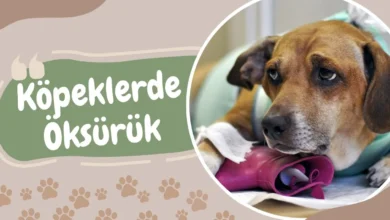Köpeklerde Öksürük