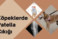 Köpeklerde Patella Çıkığı