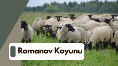 Romanov Koyunu