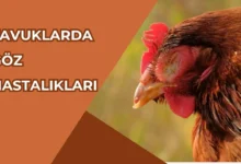 Tavuklarda Göz Hastalıkları
