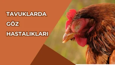 Tavuklarda Göz Hastalıkları