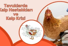 Tavuklarda Kalp Hastalıkları
