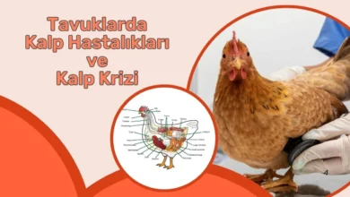 Tavuklarda Kalp Hastalıkları