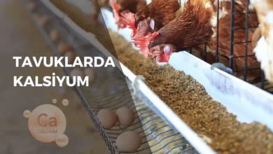 Tavuklarda Kalsiyum