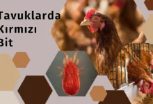 Tavuklarda Kırmızı Bit