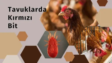 Tavuklarda Kırmızı Bit