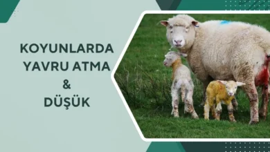 Koyunlarda Yavru Atma ve Düşük