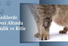 Kedilerde Deri Altında Şişlik ve Kitle