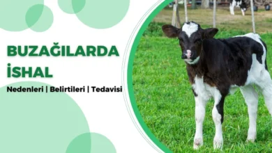 Buzağılarda İshal