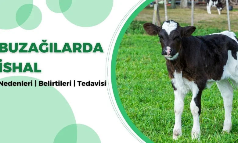 Buzağılarda İshal